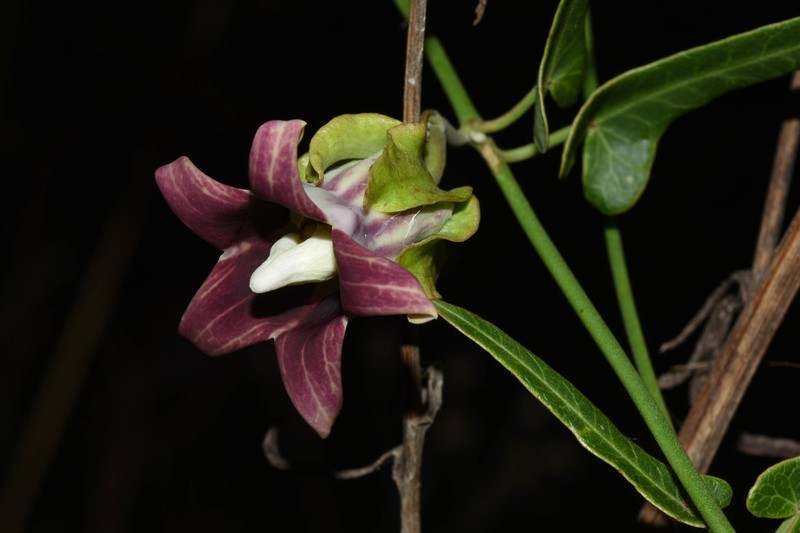Araujia megapotamica photo 2