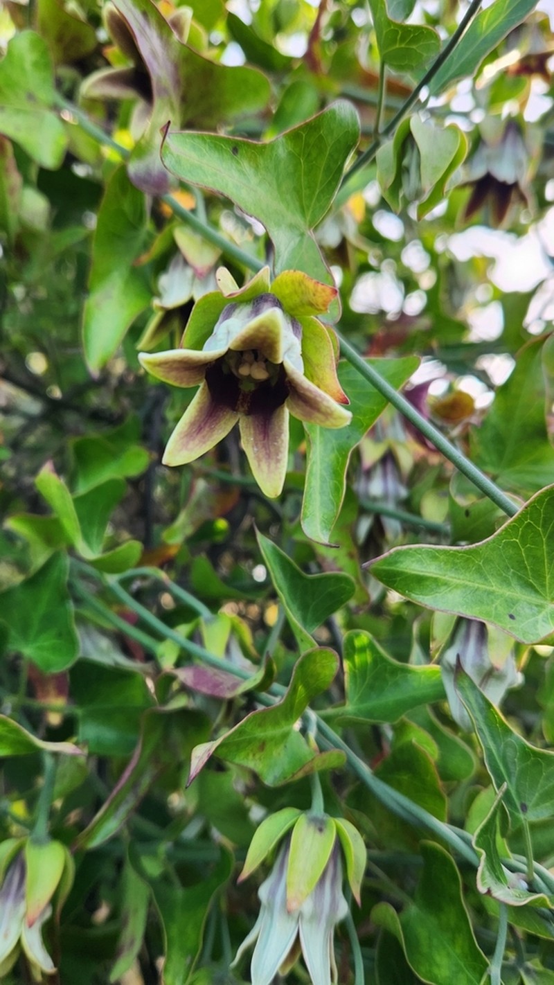 Araujia megapotamica photo 3