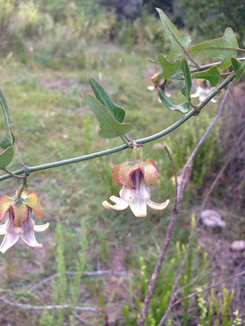 Araujia megapotamica photo 4