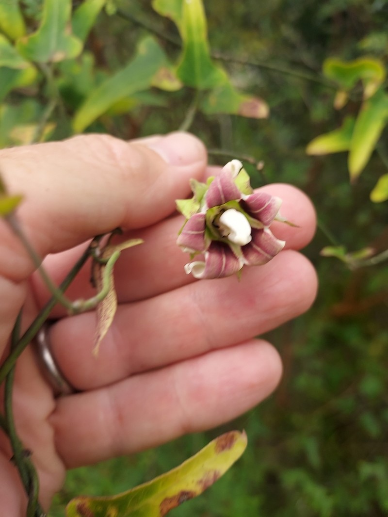 Araujia megapotamica photo 5