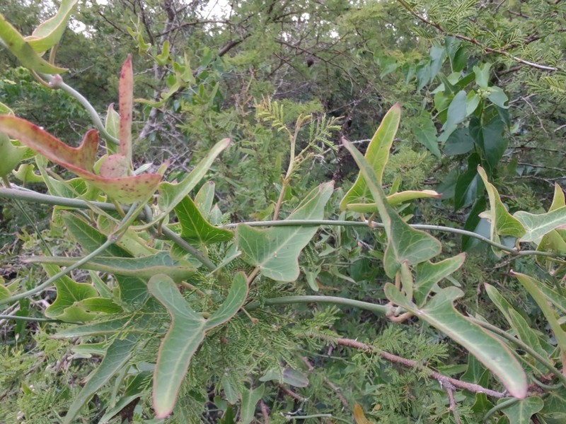 Araujia megapotamica photo 6