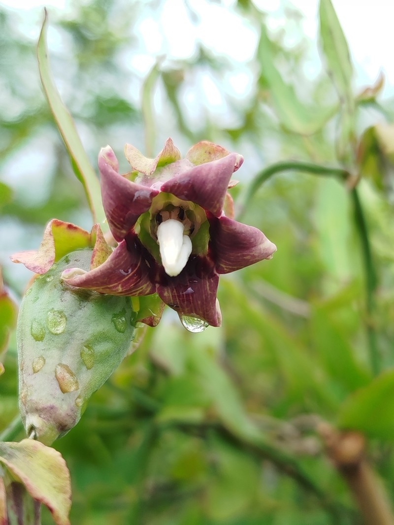 Araujia megapotamica photo 8