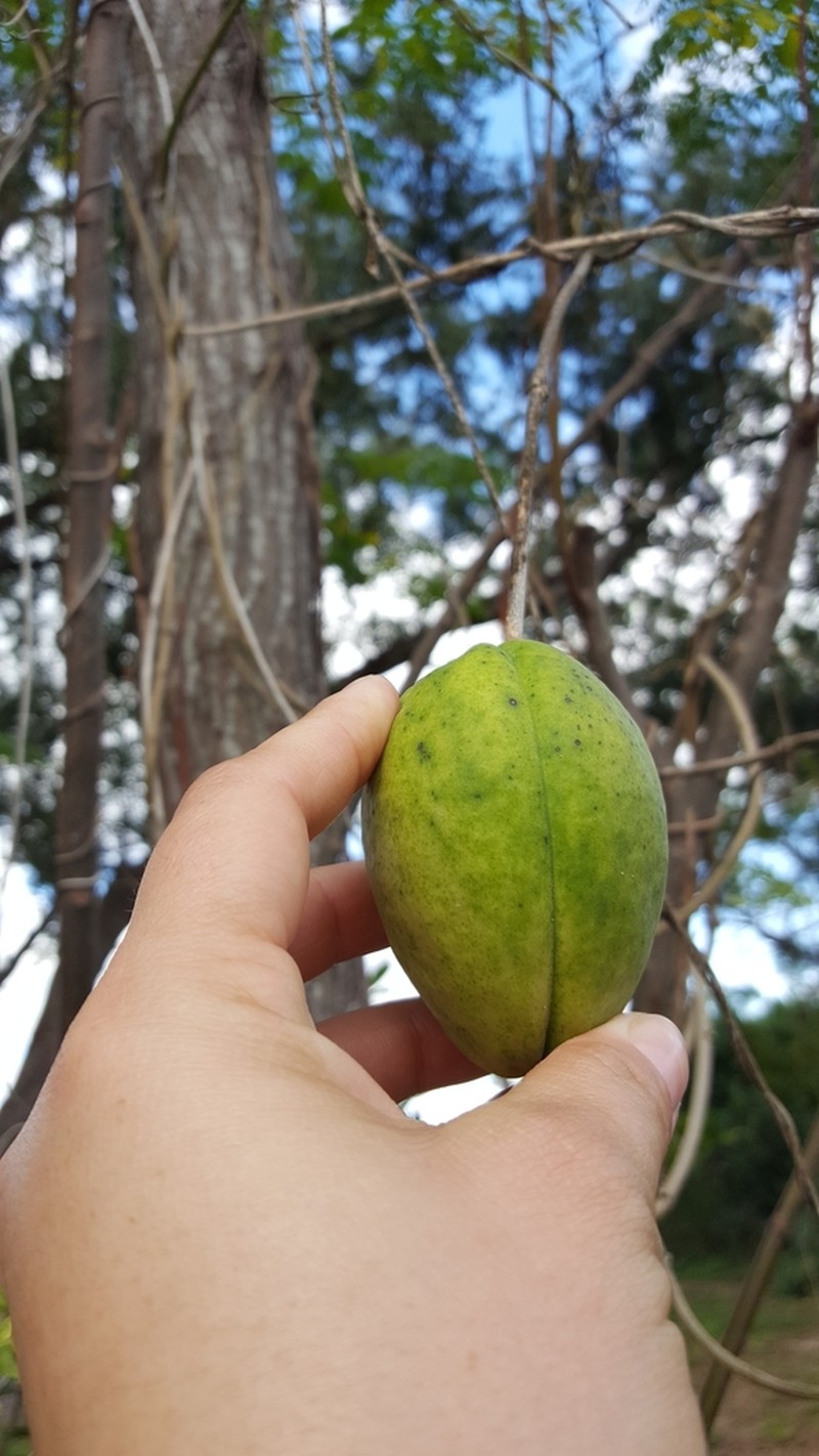Latexplant photo 2