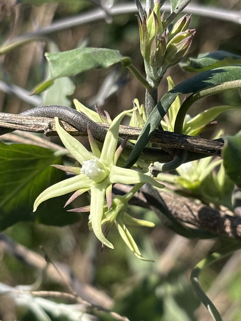Latexplant photo 8