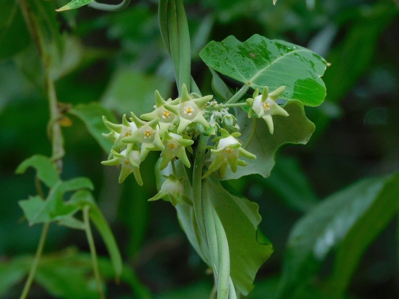Araujia plumosa