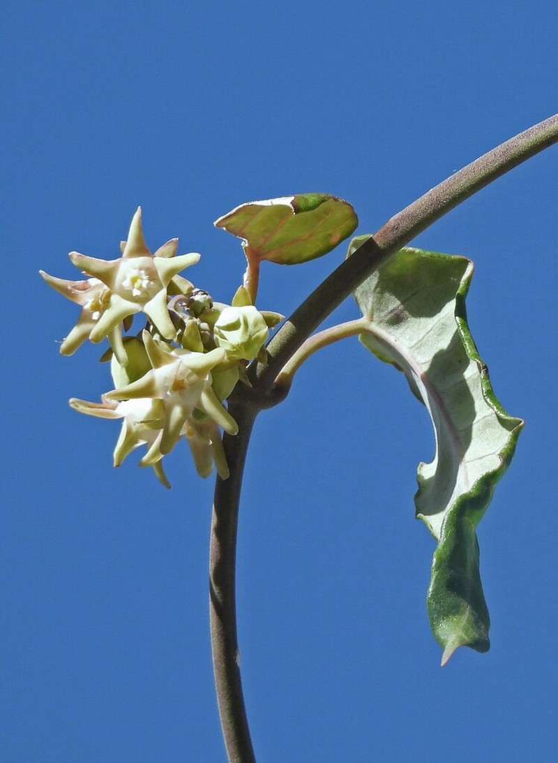 Araujia plumosa photo 2