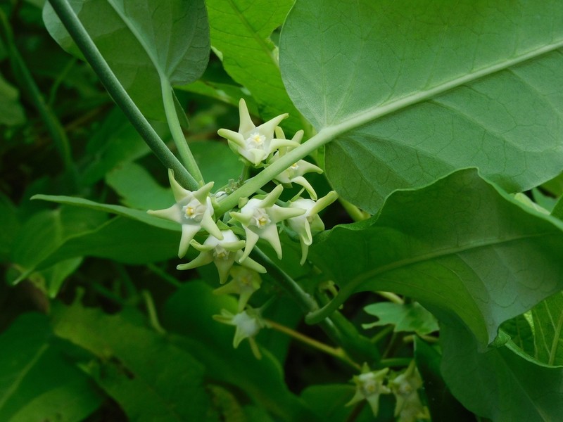 Araujia plumosa photo 3