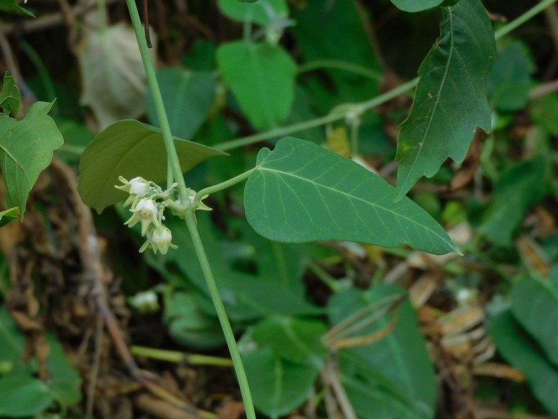 Araujia plumosa photo 4