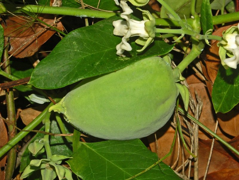 White Bladderflower photo 2