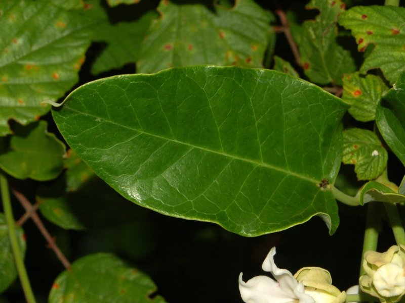 White Bladderflower photo 3