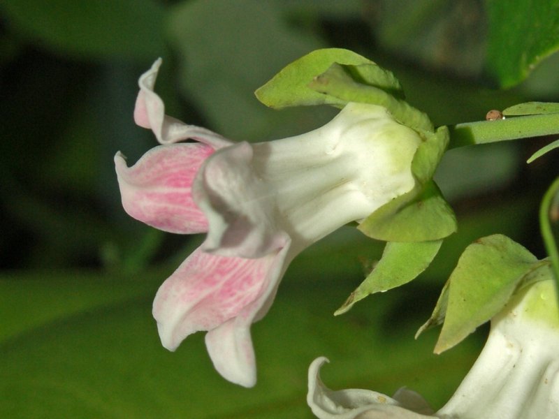 White Bladderflower photo 4