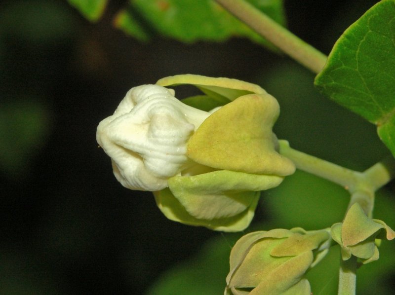 White Bladderflower photo 5