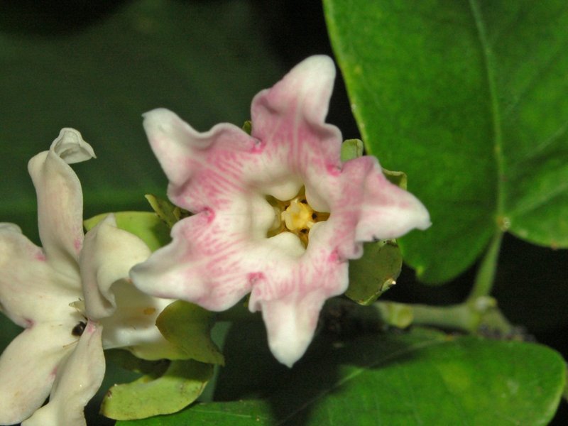White Bladderflower photo 6