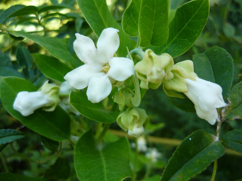 White Bladderflower photo 7