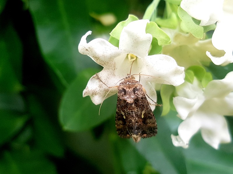 White Bladderflower photo 8