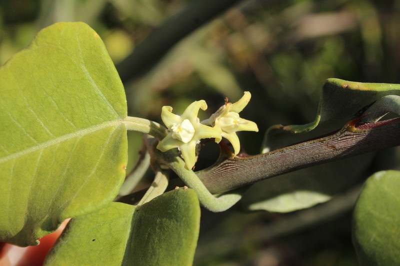 Araujia stormiana