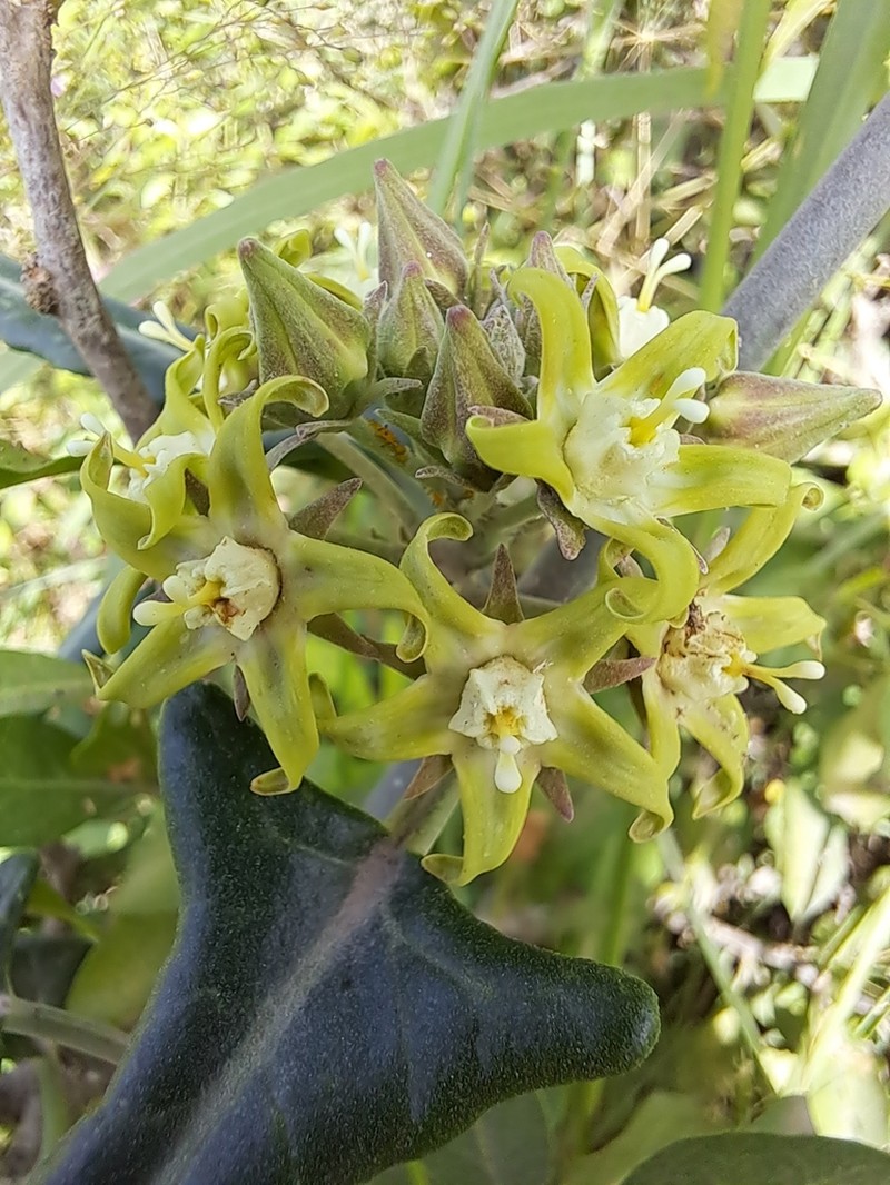 Araujia stormiana photo 2