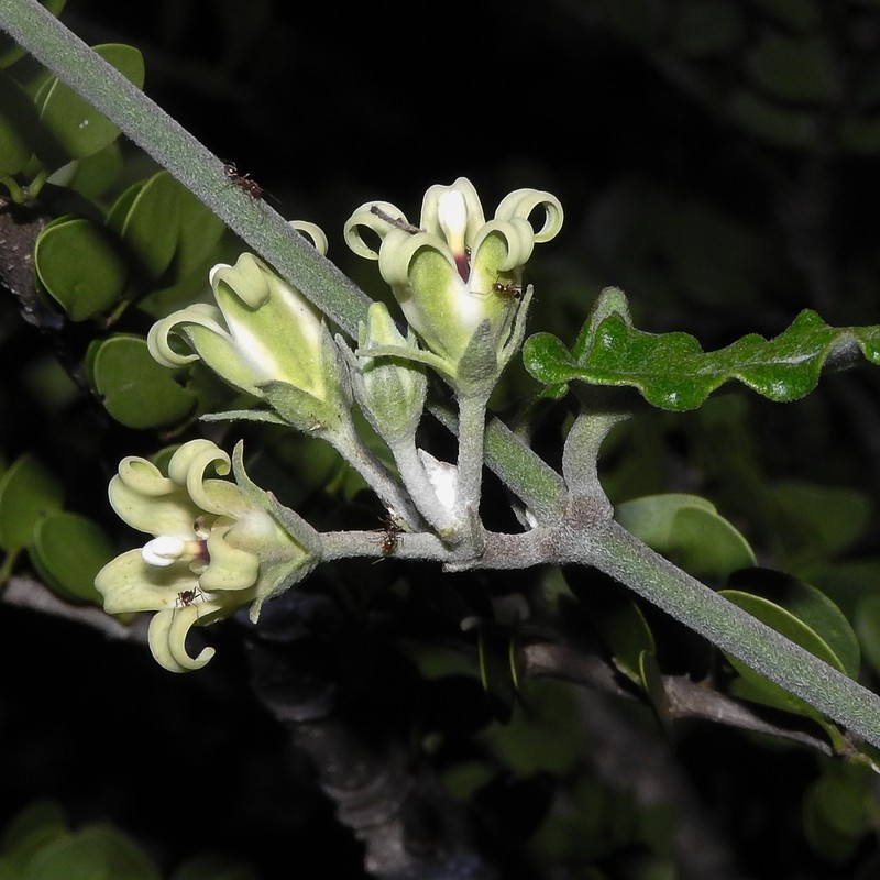 Araujia stuckertiana photo 2
