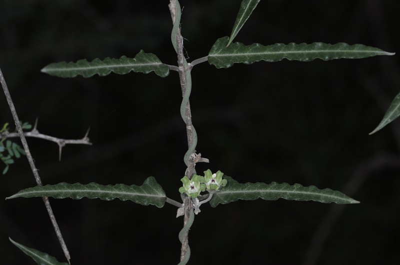 Araujia stuckertiana photo 3