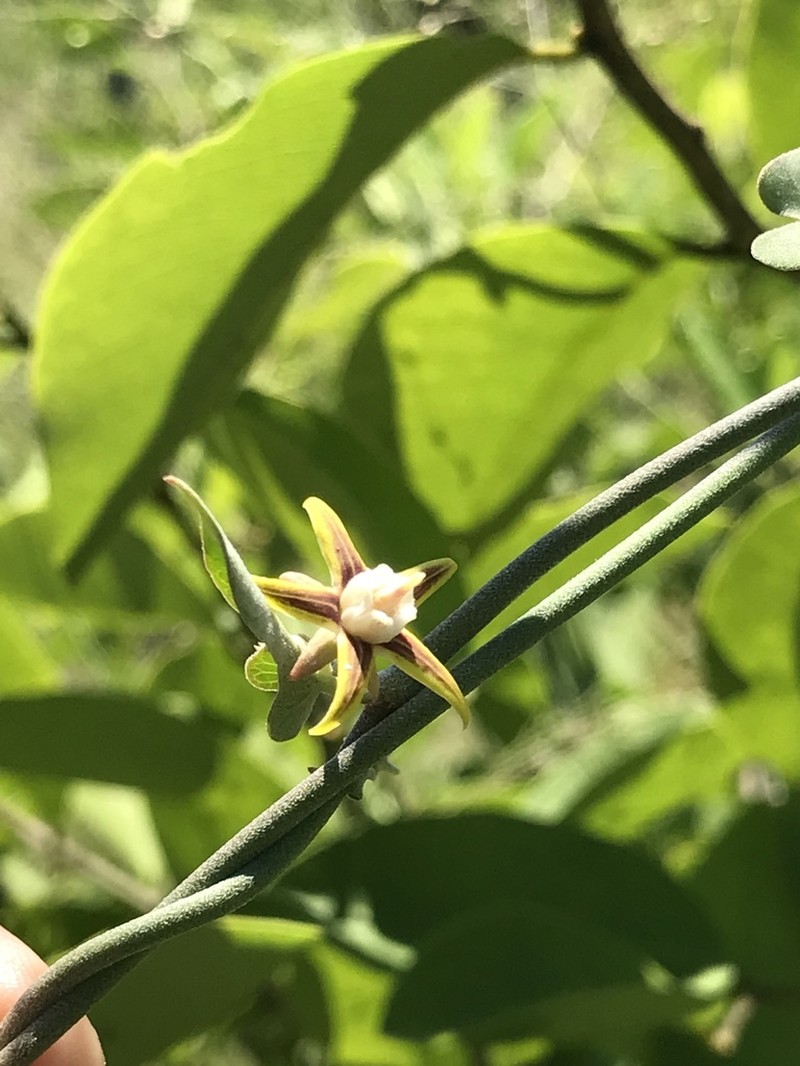 Araujia variegata
