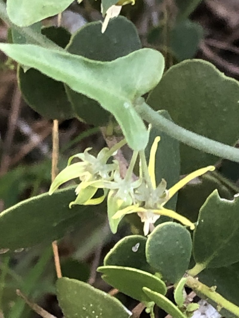 Araujia variegata photo 2