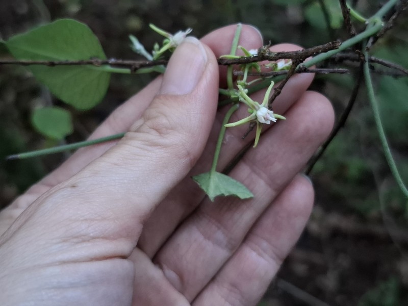 Araujia variegata photo 3
