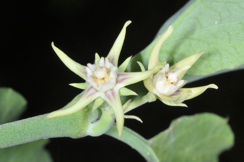 Araujia variegata photo 4