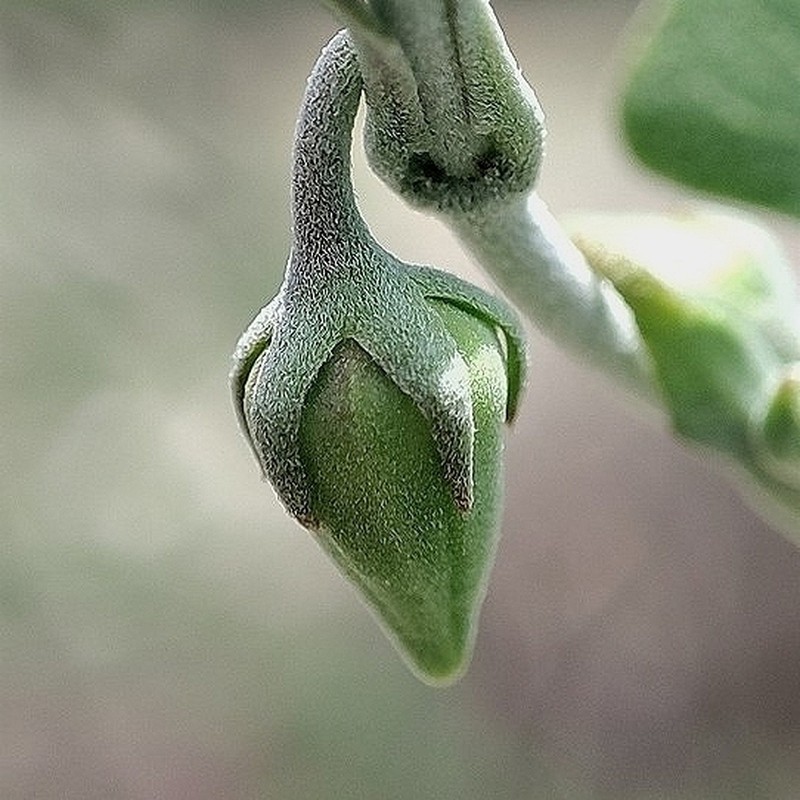 Araujia variegata photo 5