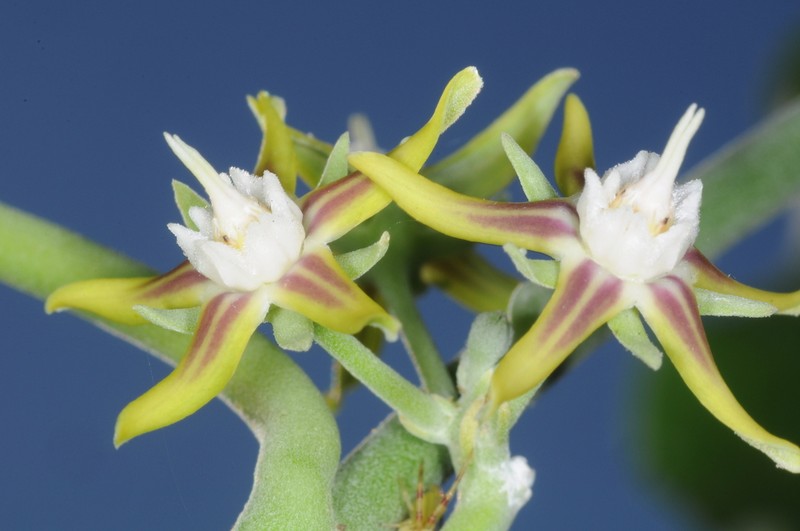Araujia variegata photo 6
