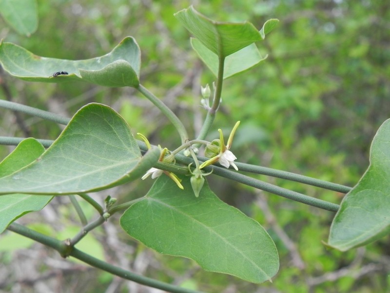 Araujia variegata photo 7