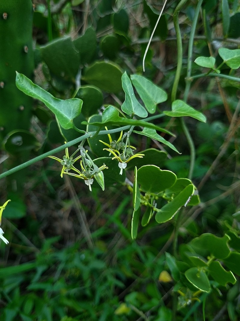 Araujia variegata photo 8