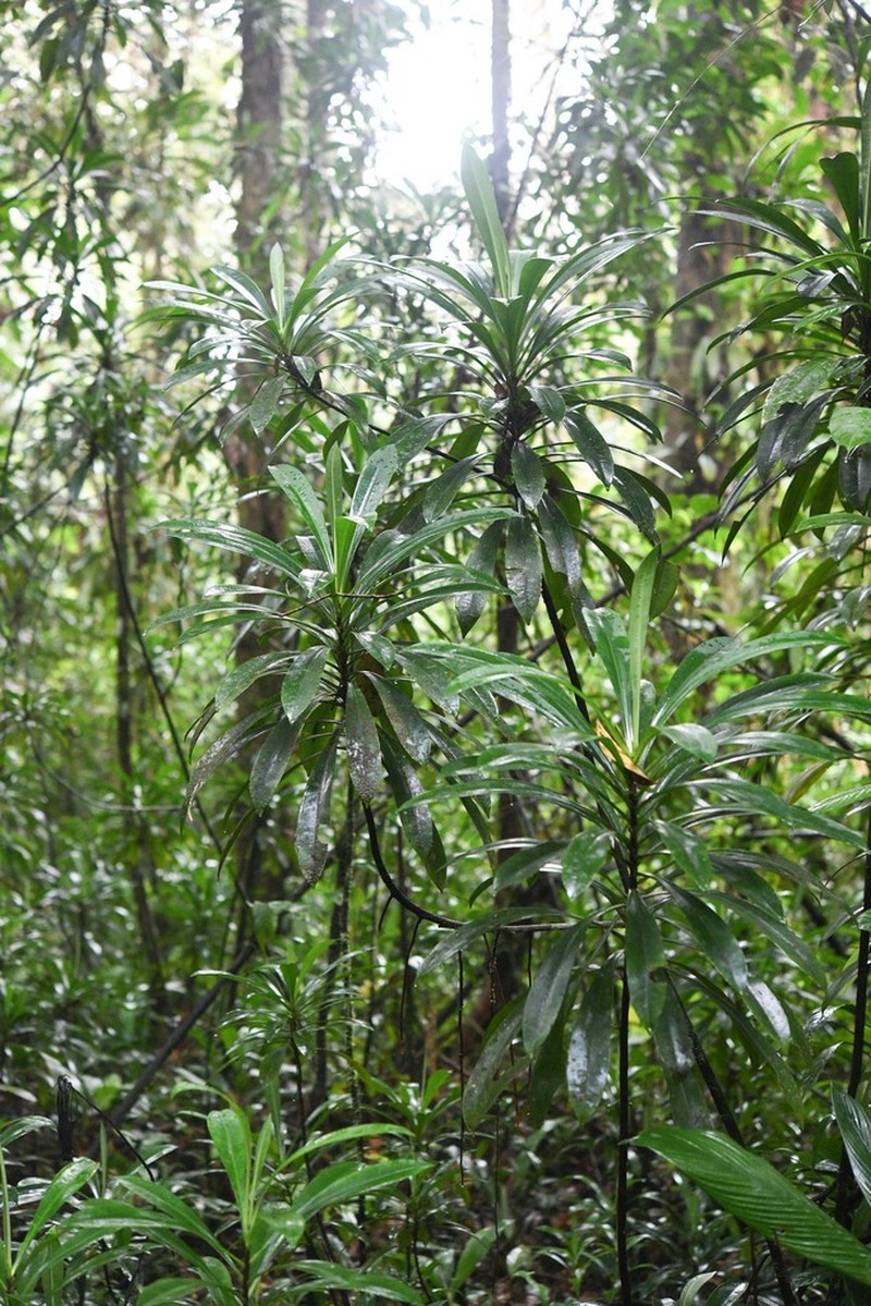 Arawakia weddelliana