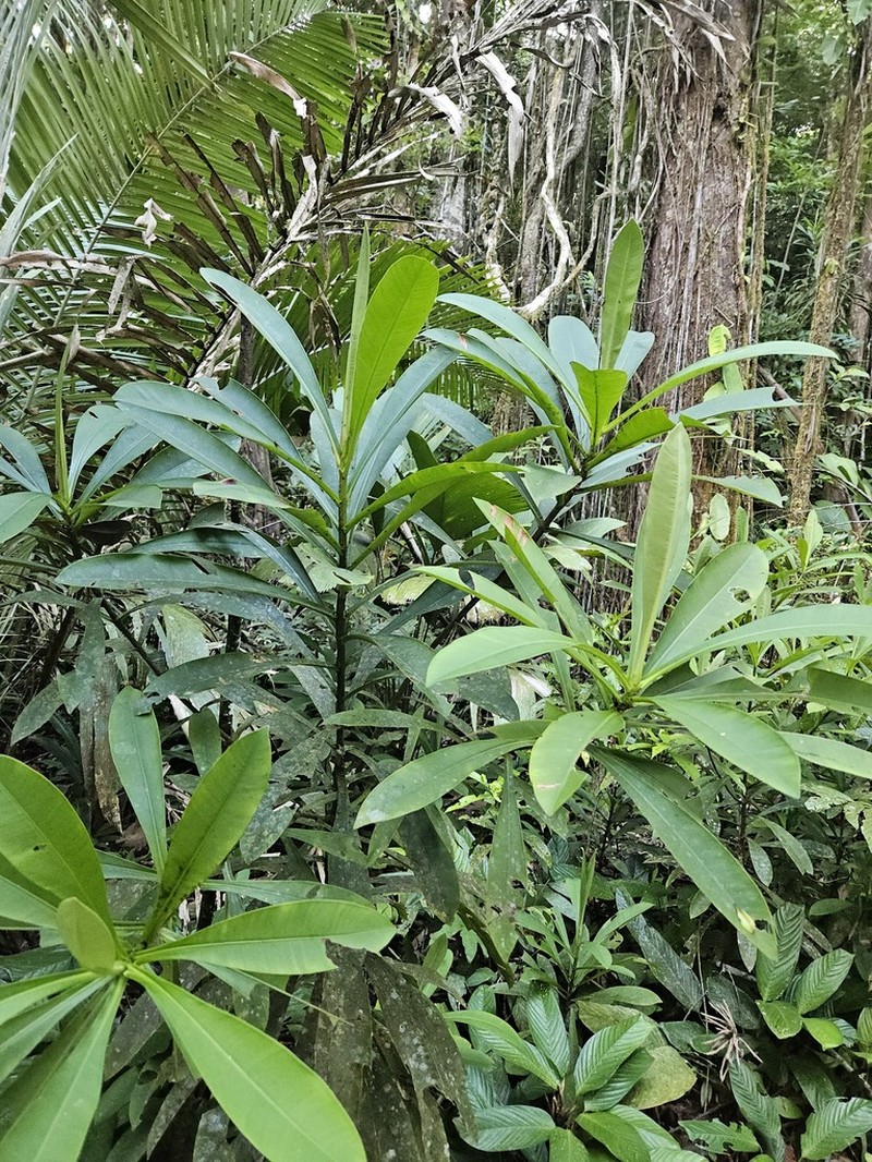 Arawakia weddelliana photo 2