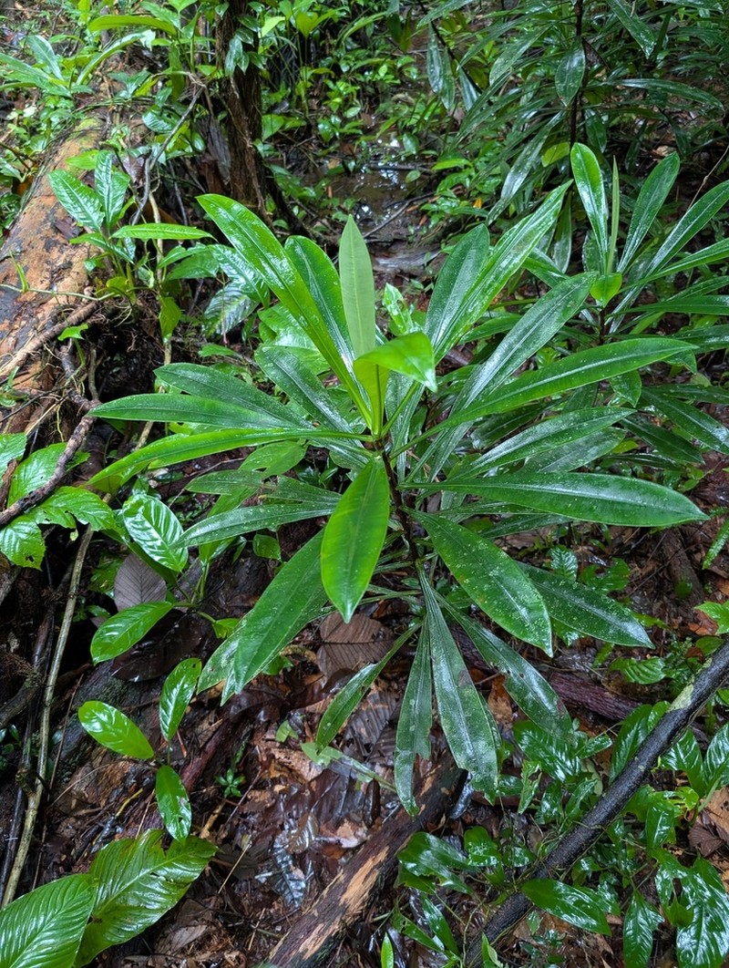 Arawakia weddelliana photo 3