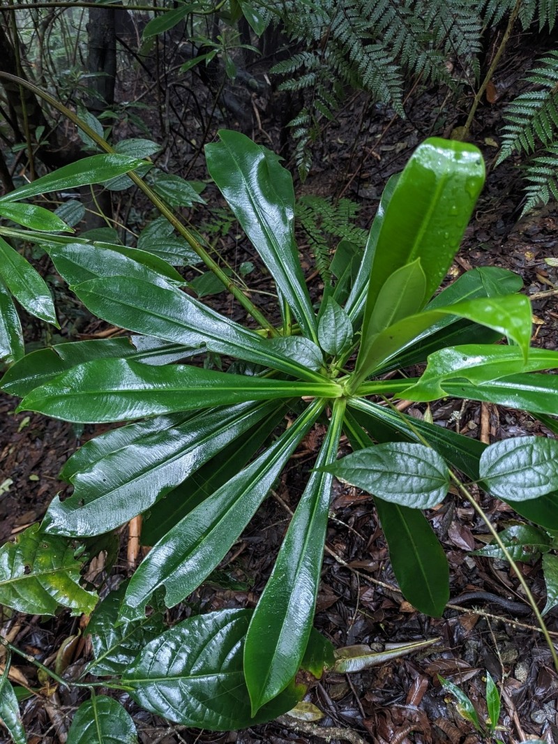 Arawakia weddelliana photo 4