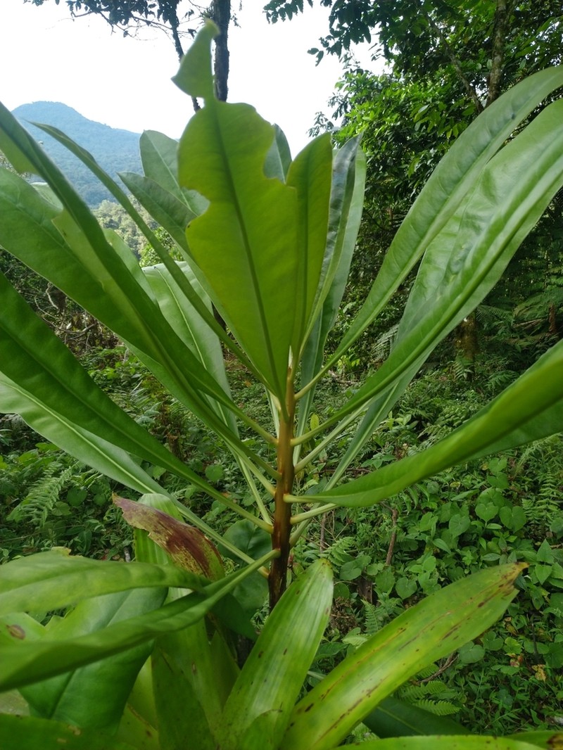 Arawakia weddelliana photo 5