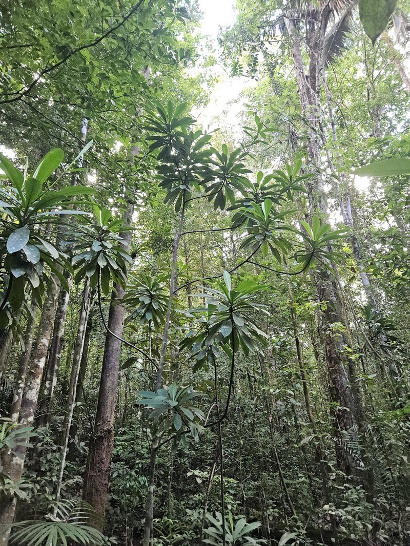 Arawakia weddelliana photo 6