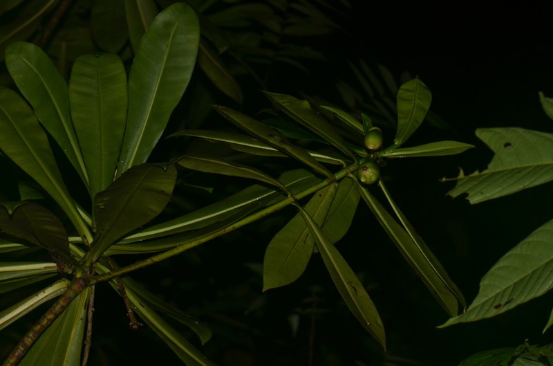 Arawakia weddelliana photo 7