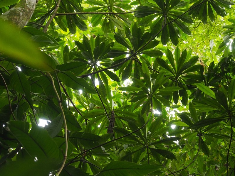 Arawakia weddelliana photo 8