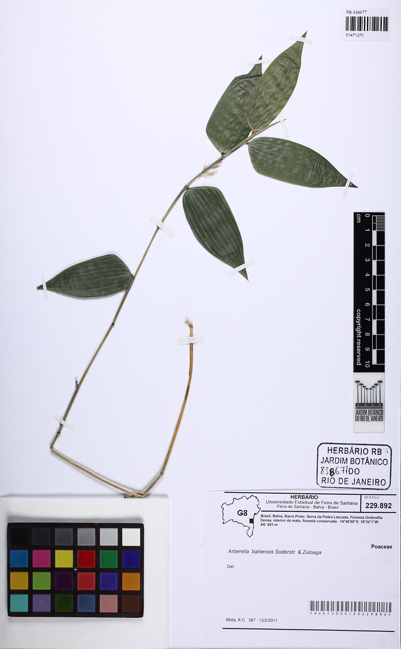 Arberella bahiensis