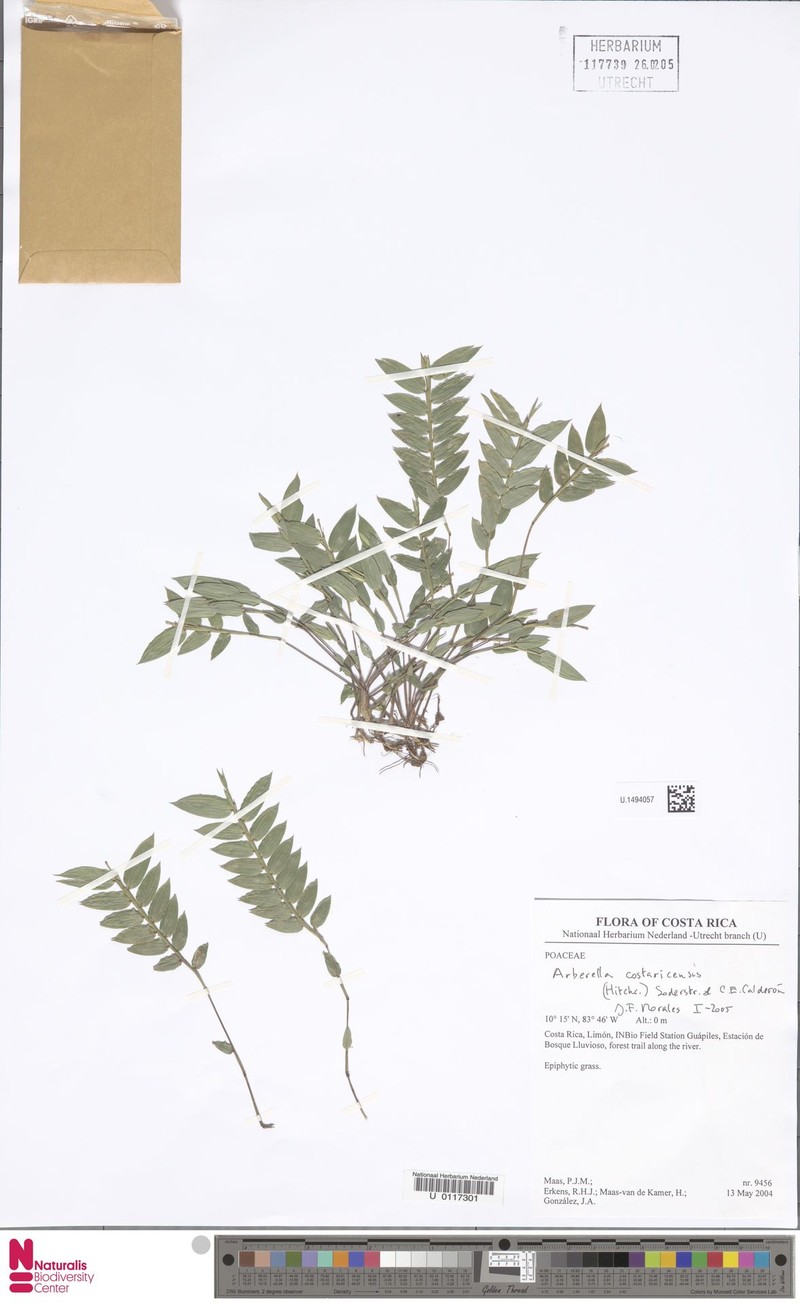Arberella costaricensis