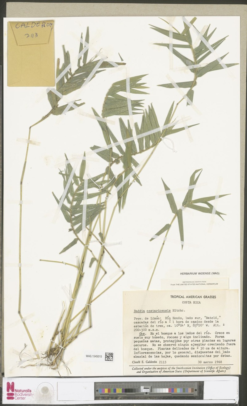 Arberella costaricensis photo 2