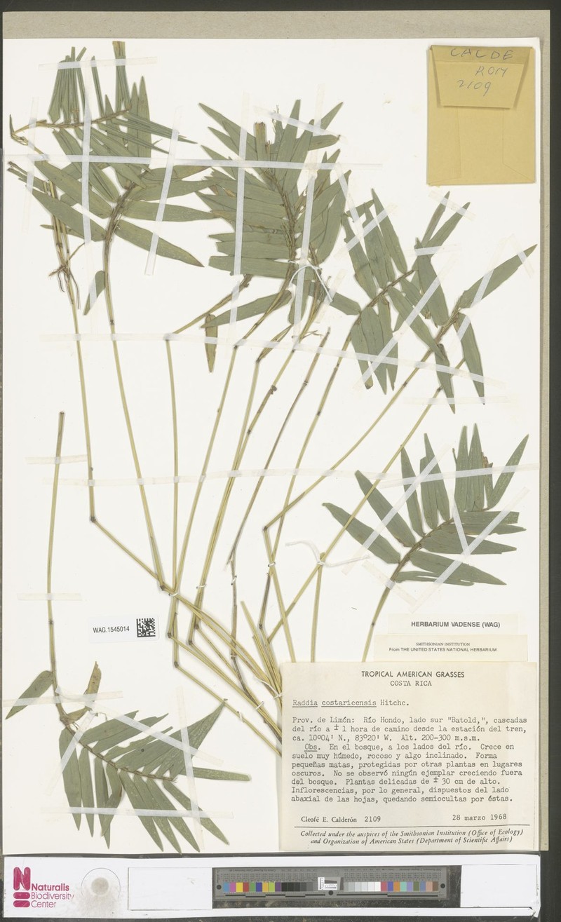 Arberella costaricensis photo 3