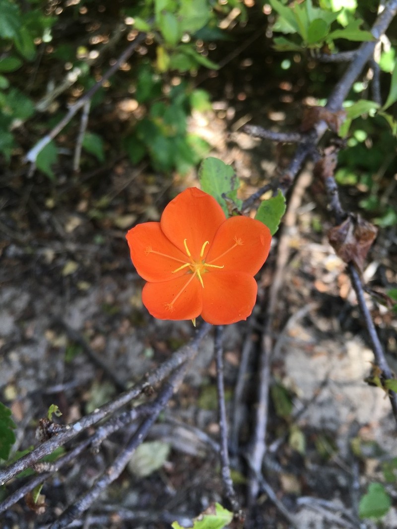 Arboa berneriana