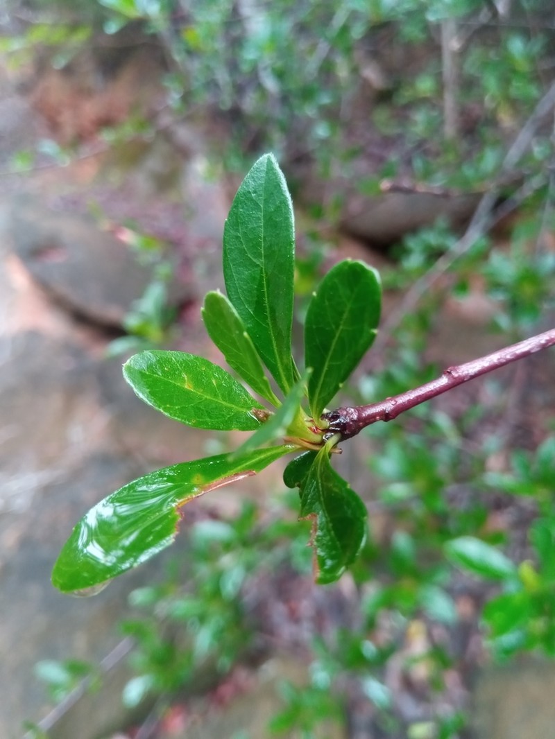 Arboa berneriana photo 2