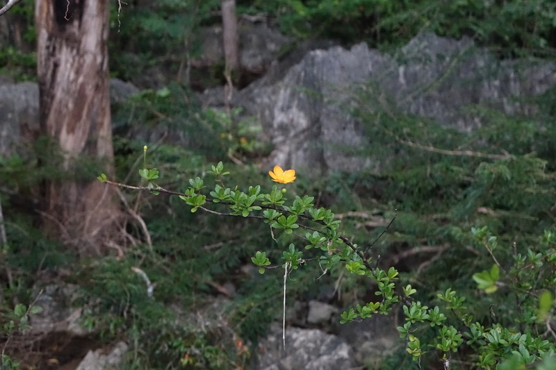 Arboa berneriana photo 4