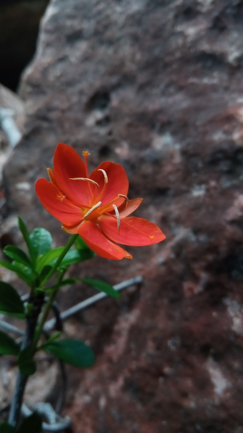 Arboa berneriana photo 6