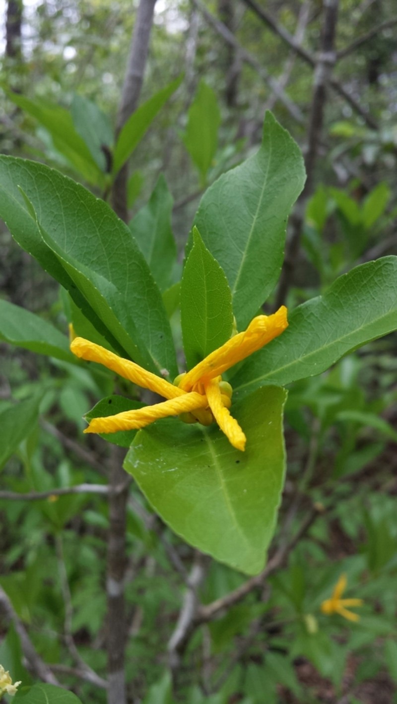 Arboa integrifolia