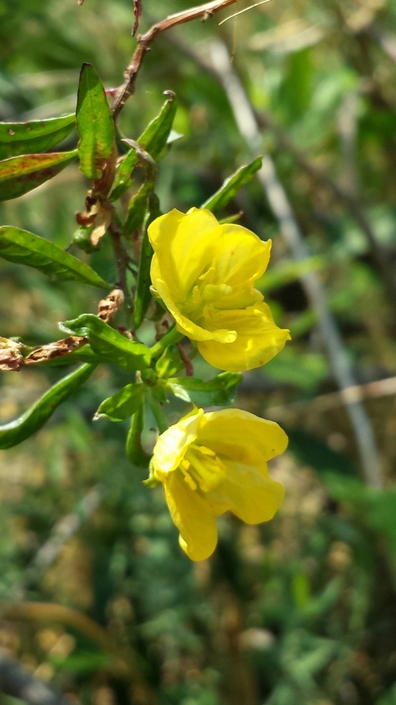 Arboa integrifolia photo 2