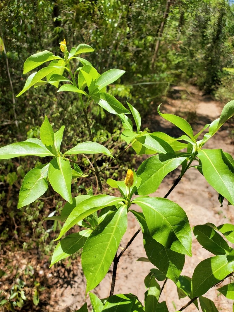 Arboa integrifolia photo 4